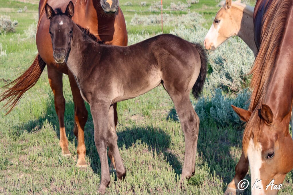 Fancy black filly that will make a super barrel and pole horse!