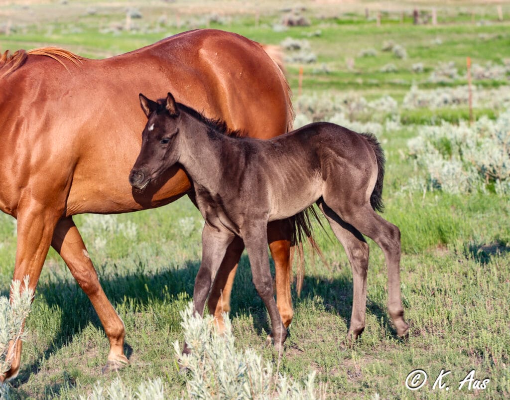 Black filly walking beside her sorrel dam in a green pasture