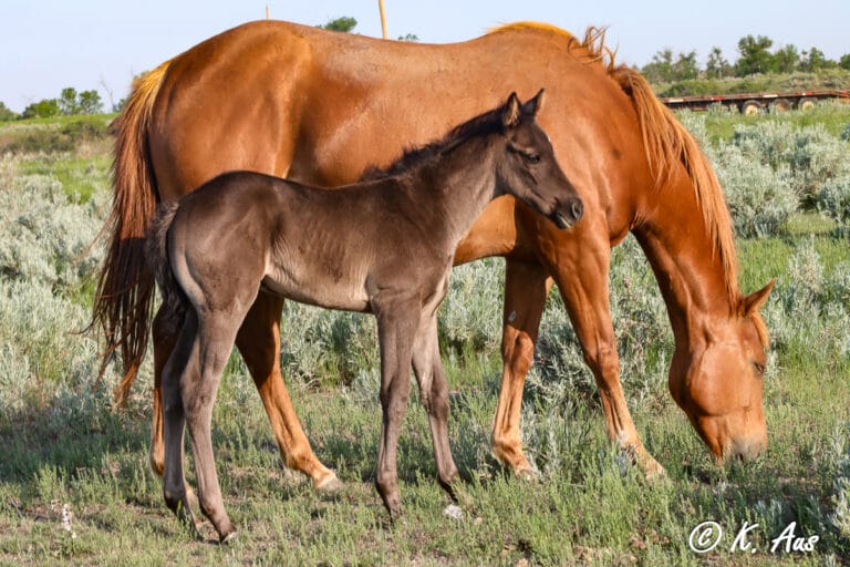 Fancy black barrel racing and breakaway roping prospect. Standing next to her dam who is grazing.