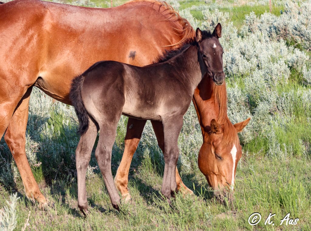 Fancy AQHA barrel prospect for sale - filly by VF Chase This with Dash For Perks and Seattle Slew on the bottom side of her pedigree!