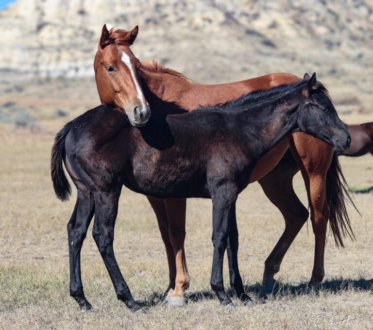 Fancy black barrel racing and breakaway roping prospect. Beautiful head!