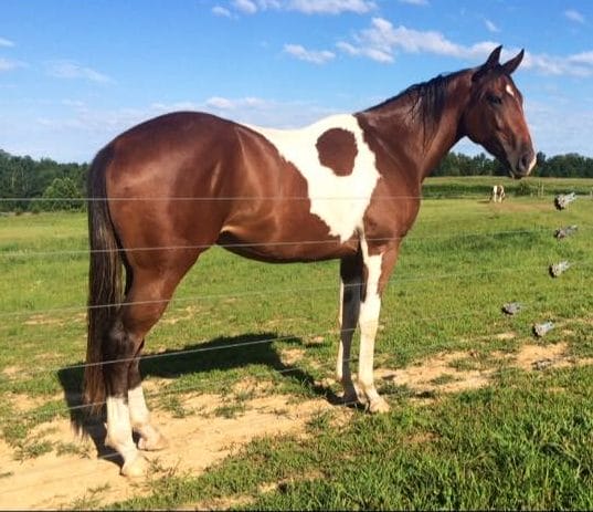 Granddaughter of Seattle Slew