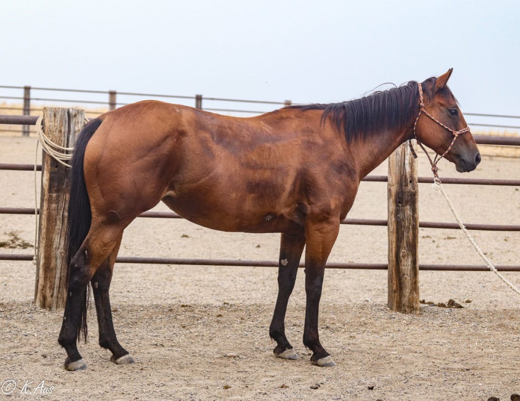 Athletic APHA mare for sale