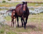 Quarter Horse granddaughter of Seattle Slew and her filly by CCs Last Warrior walking toward the camera