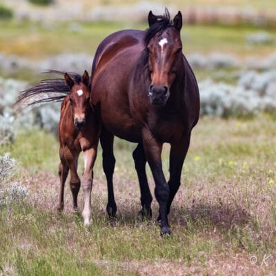 Quarter Horse granddaughter of Seattle Slew and her filly by CCs Last Warrior walking toward the camera