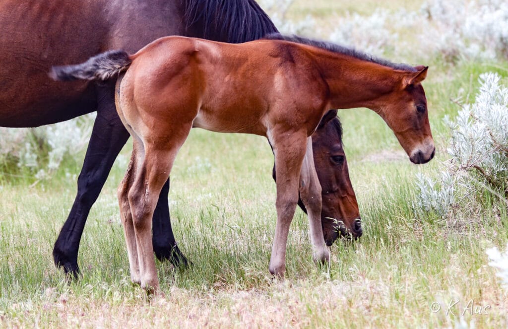 Beautiful filly - barrel racing prospect. Best of barrel horse breeding - CCs Last Warrior, Dash For Perks, Seattle Slew, Rare Bar, Possumjet