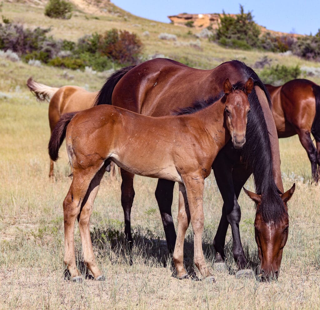 Barrel horse prospect