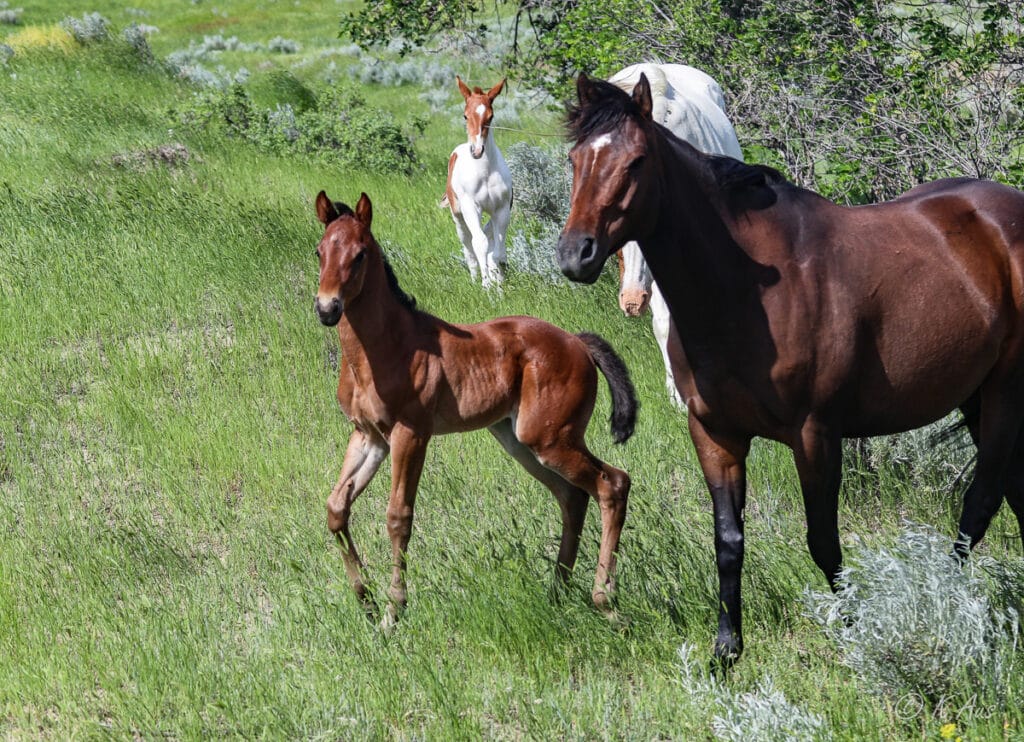 Appendix Quarter Horse Colt for sale