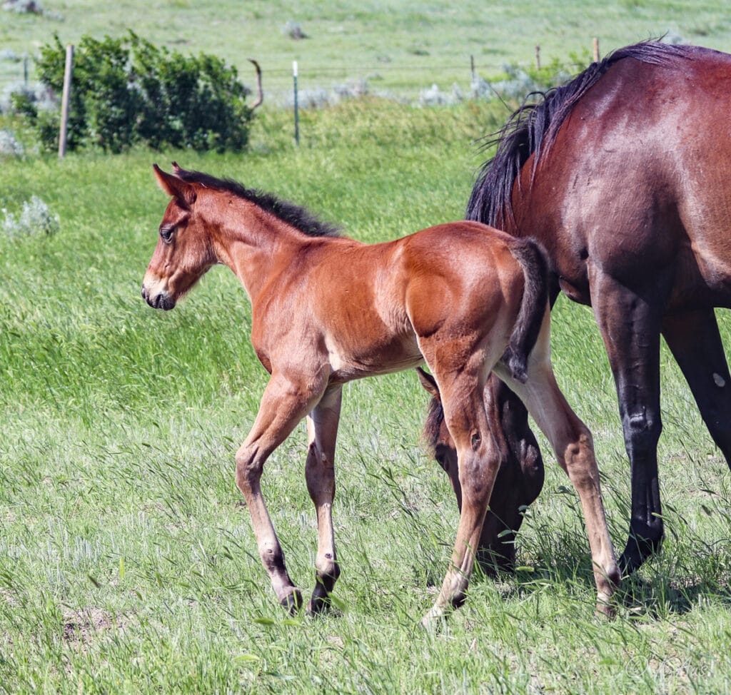 Barrel horse prospect