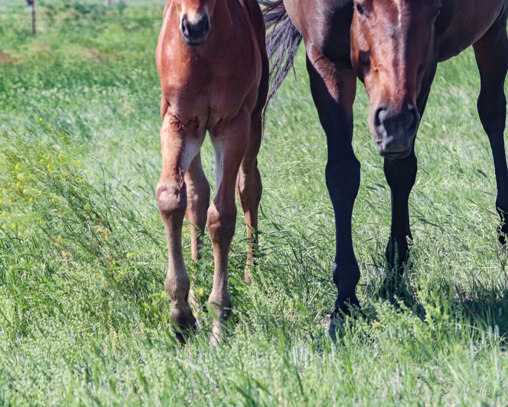 Quarter Horse barrel horse prospect