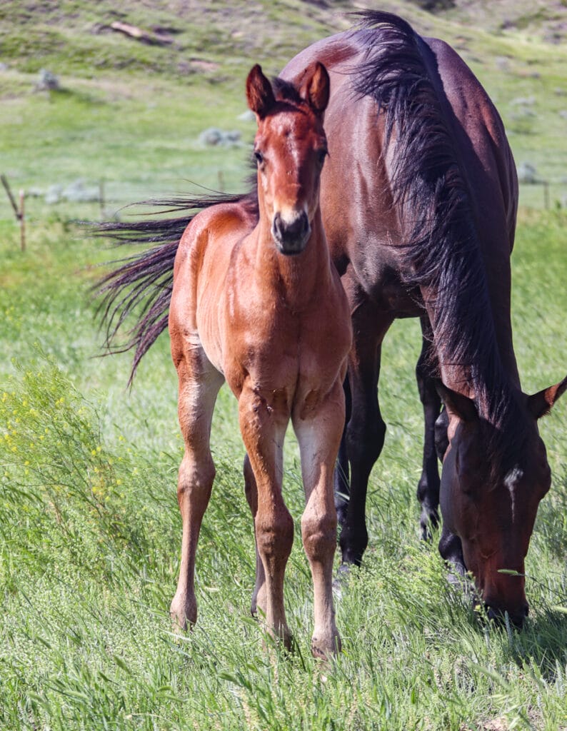 Quarter Horse barrel horse prospect