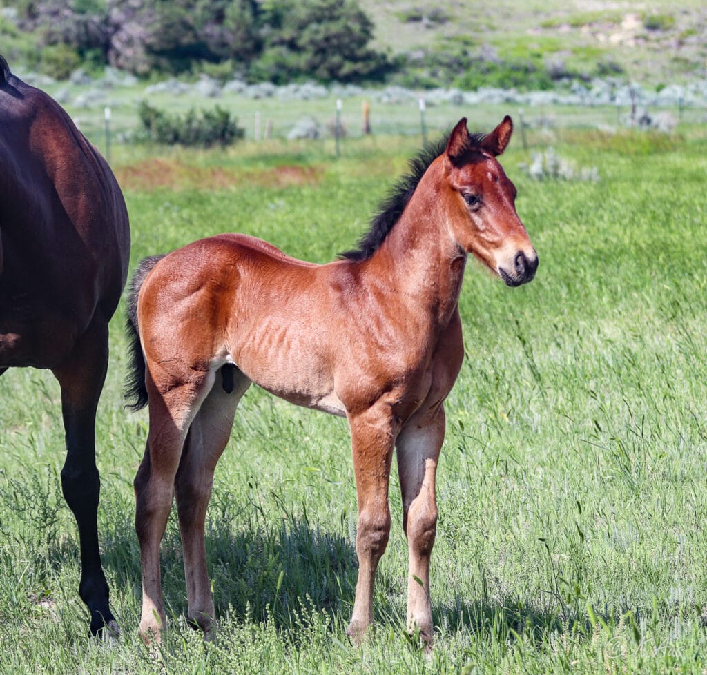 Quarter horse colt