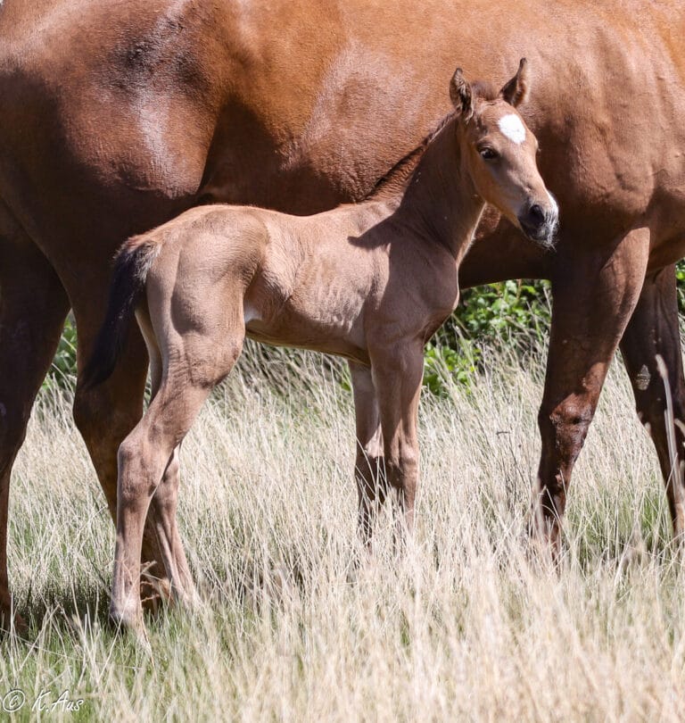 Hours old buckskin colt