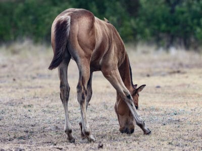 Colt trying to graze