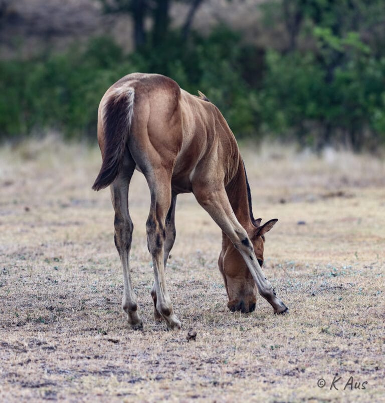 Colt trying to graze