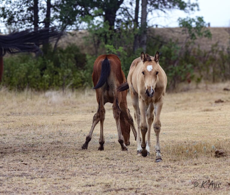 Cute buckskin colt with big star and snip walking toward the camera