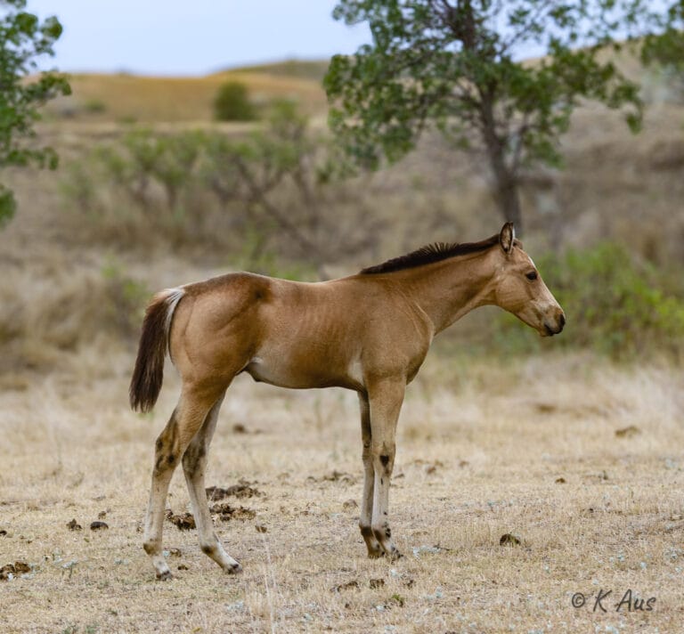 Ivory James grandson standing in the pasture