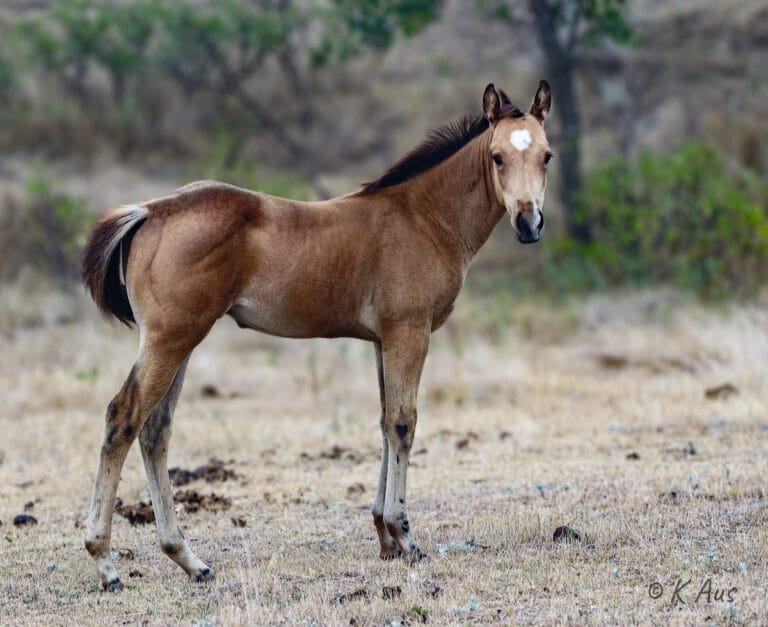 Buckskin Quarter Horse barrel racing and rope horse prospect