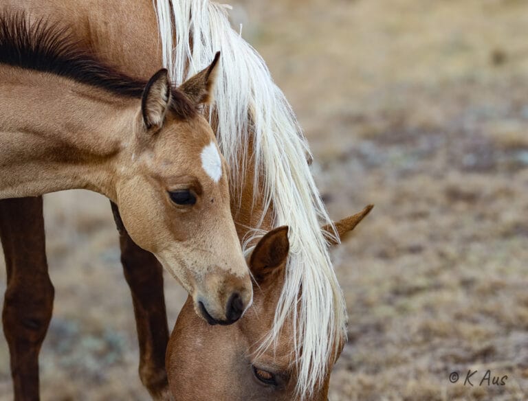 Cute buckskin foal's face with his dam's