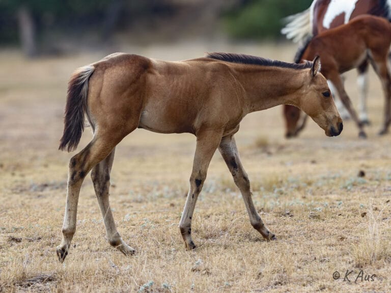Athletic buckskin colt