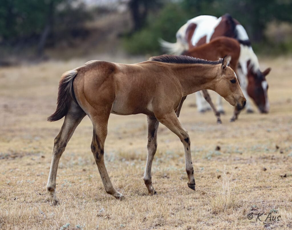 Quarter Horse barrel racing prospect walking in the pasture