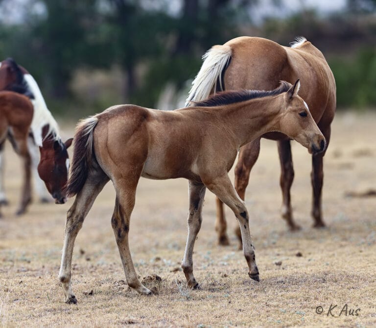 Buckskin grandson of Ivory James walking
