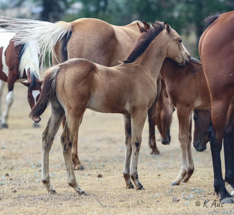 buckskin Quarter Horse colt scratching another cold in a herd of horses
