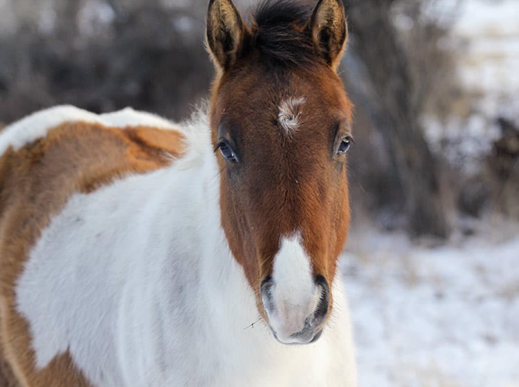 Dun tobiano Paint colt for sale.