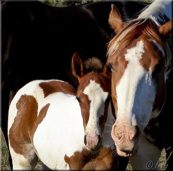 Paint mare and foal