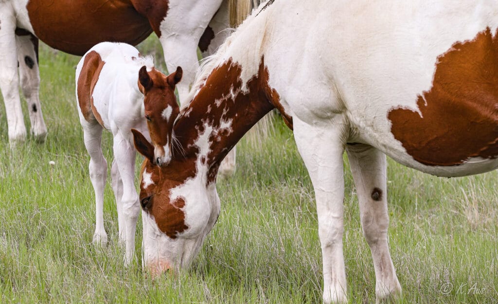 Mare and foal