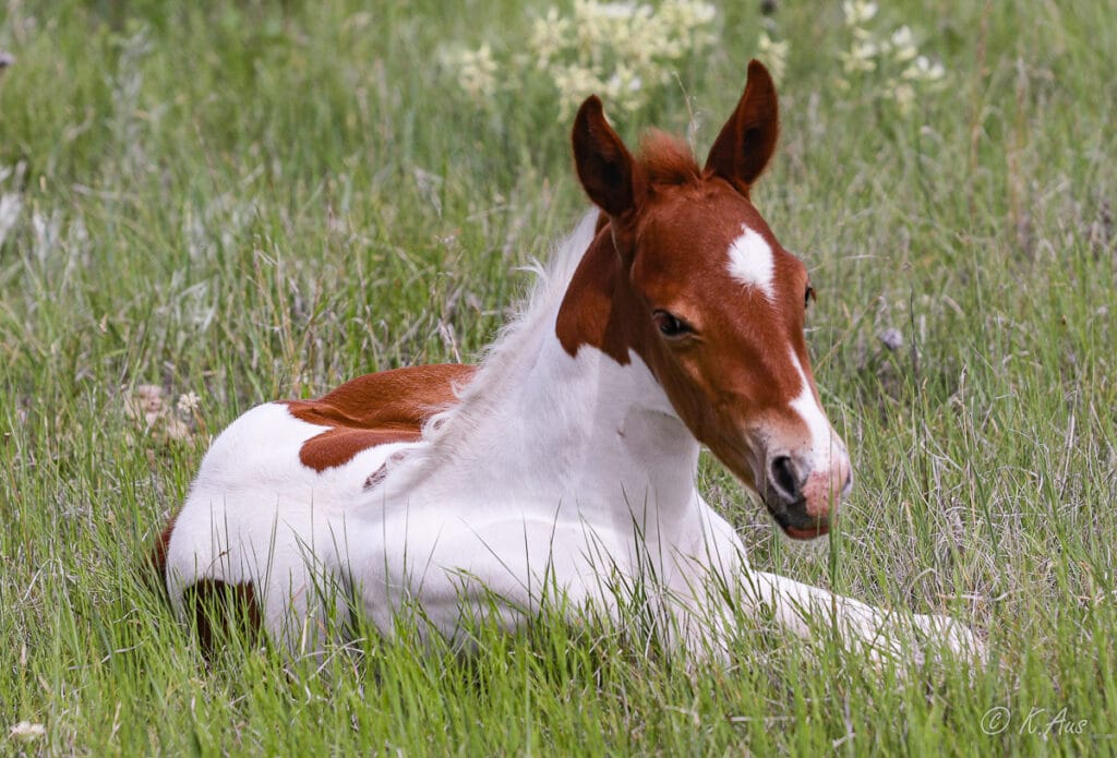 Resting sorrel tobiano colt