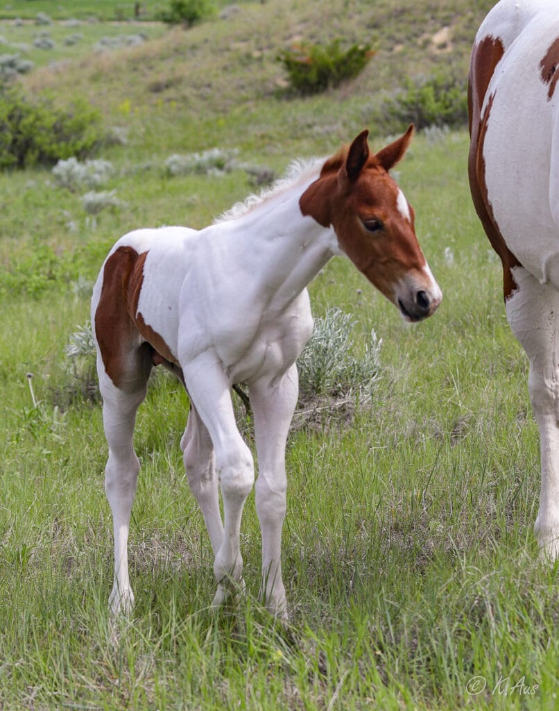 Kind looking young horse