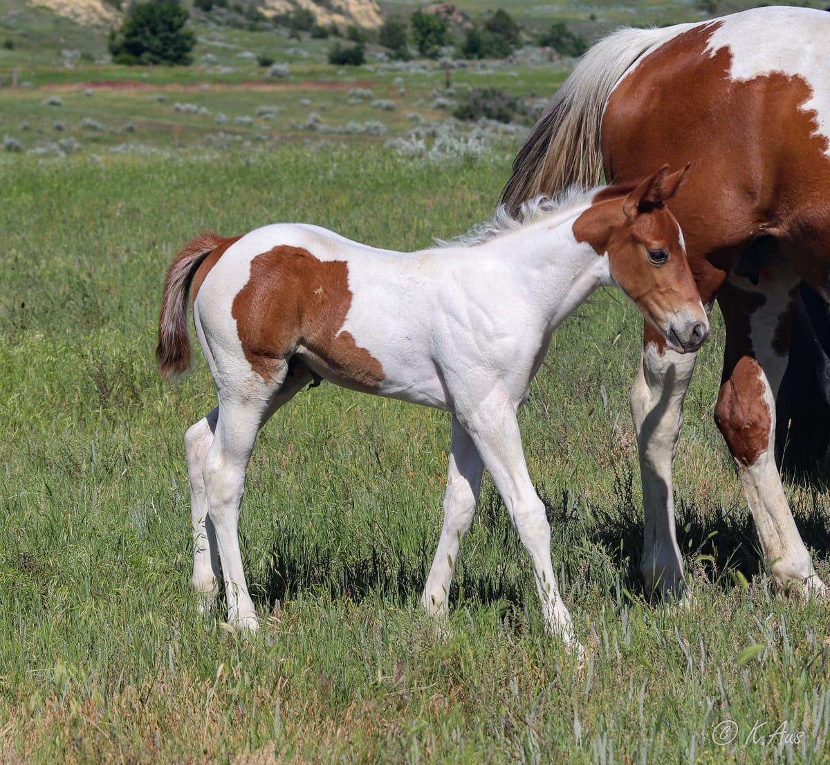 Paint colt walking with his dam