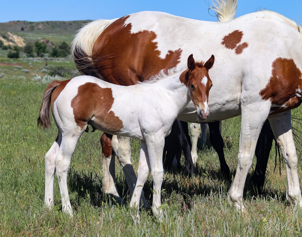 Paint barrel and rope horse prospect for sale