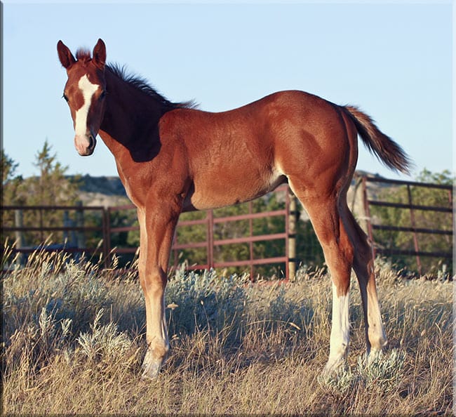 Sorrel colt with wild blaze