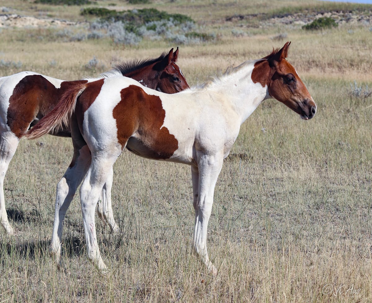 Dash For Perks grandson - sorrel tobiano stud colt