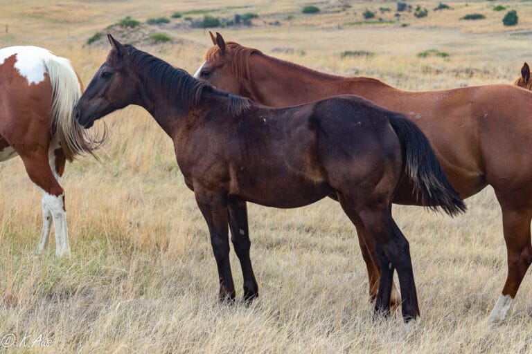 Ranch horse prospect gelding