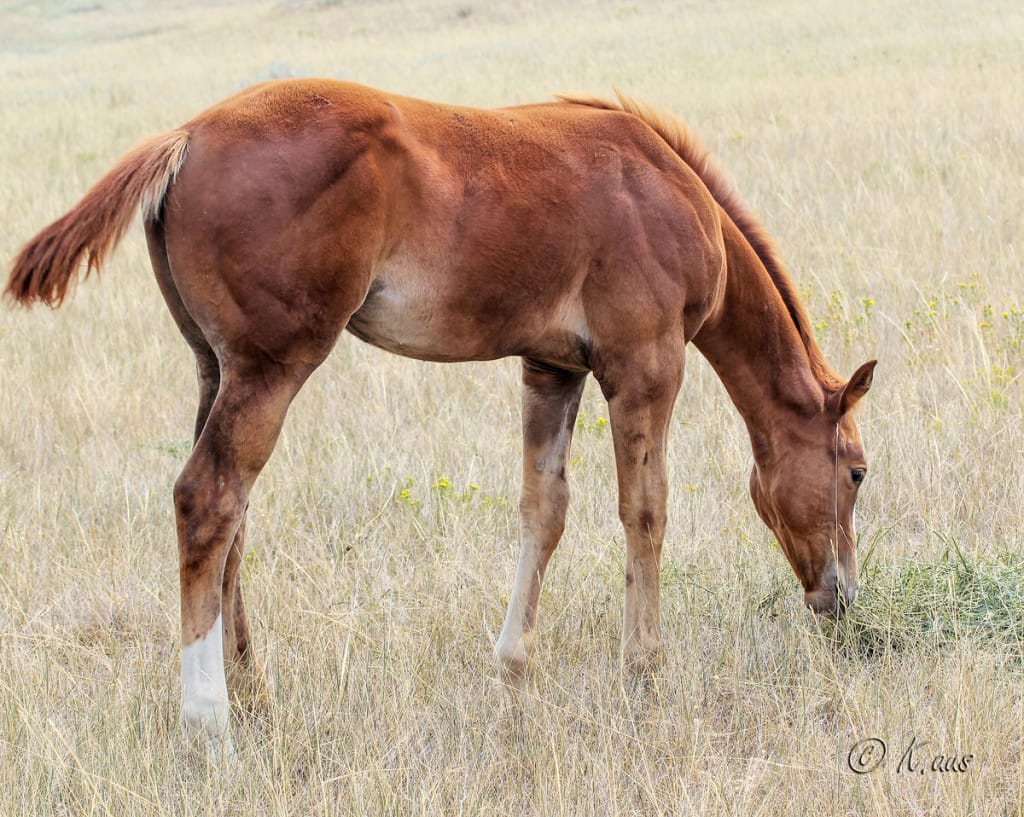 Tall, gorgeous, athletic and quiet minded dressage prospcect.