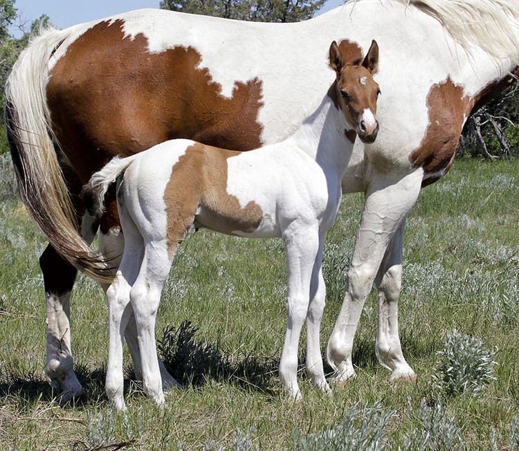 Dun Tobiano Paint Colt For Sale - Indians Image, Doc's Remedy, Doc's Hickory