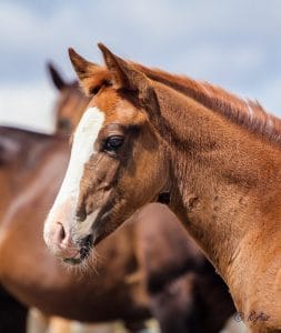Head shot of solid Paint bred filly for sale