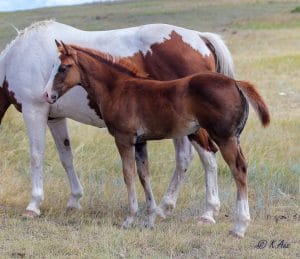Beautiful, fast, athletic solid Paint bred filly for sale