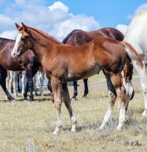 Beautiful, fast, athletic solid Paint bred filly for sale