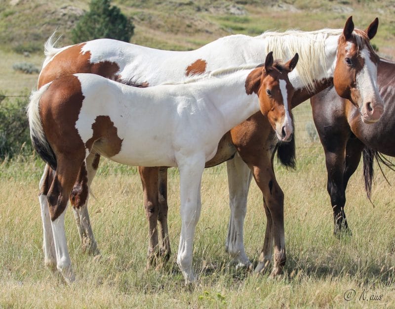 Tall tobiano filly - granddaughter of Seattle Slew