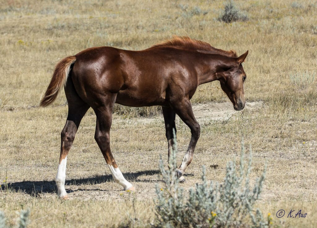 Solid Paint bred filly, eligible for PBRIF