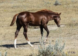 Solid Paint bred filly, eligible for PBRIF