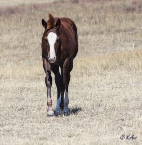 Solid Paint bred filly, eligible for PBRIF