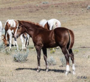 Solid Paint bred filly by CCs Last Warrior by Dash For Perks