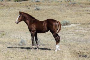 Solid Paint bred filly by CCs Last Warrior by Dash For Perks