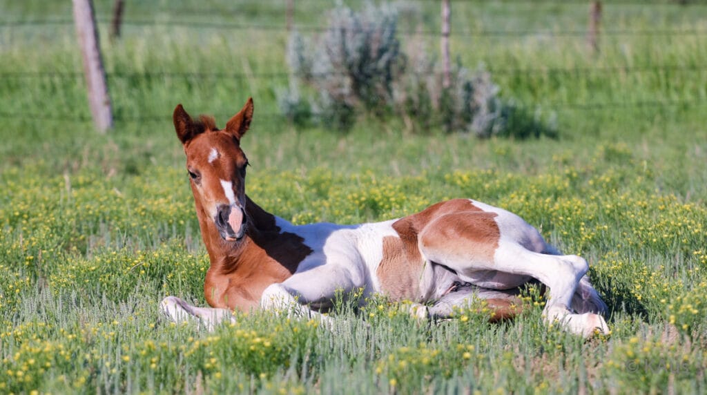 Tobiano filly - show and barrel racing prospect