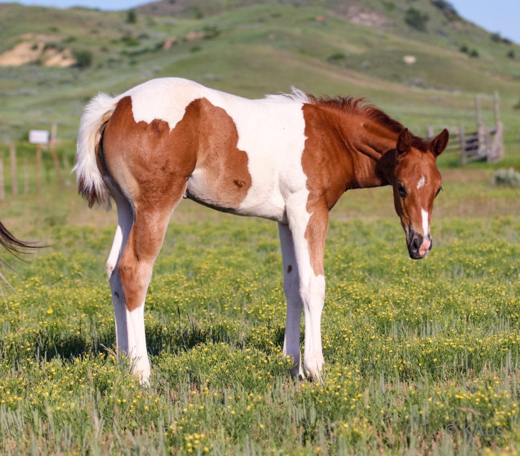 Tobiano filly - show and barrel racing prospect